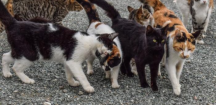 EL AYUNTAMIENTO DE BUÑOL PIERDE DE NUEVO LA SUBVENCIÓN PARA COLONIAS FELINAS